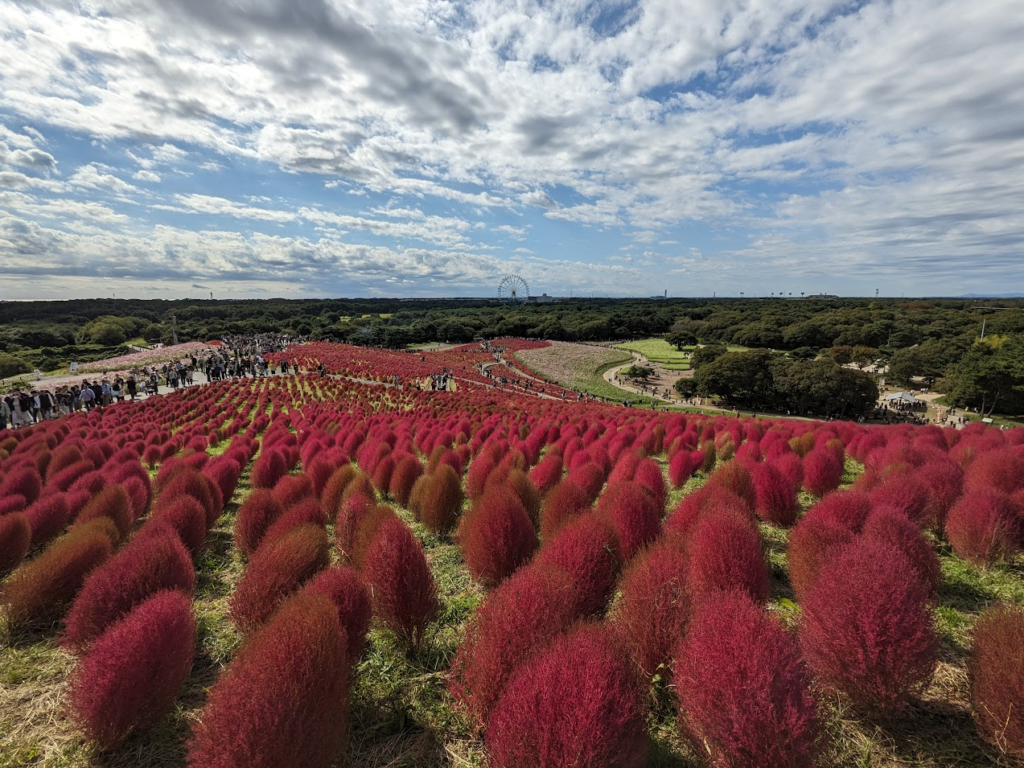 国営ひたち海浜公園のコキア